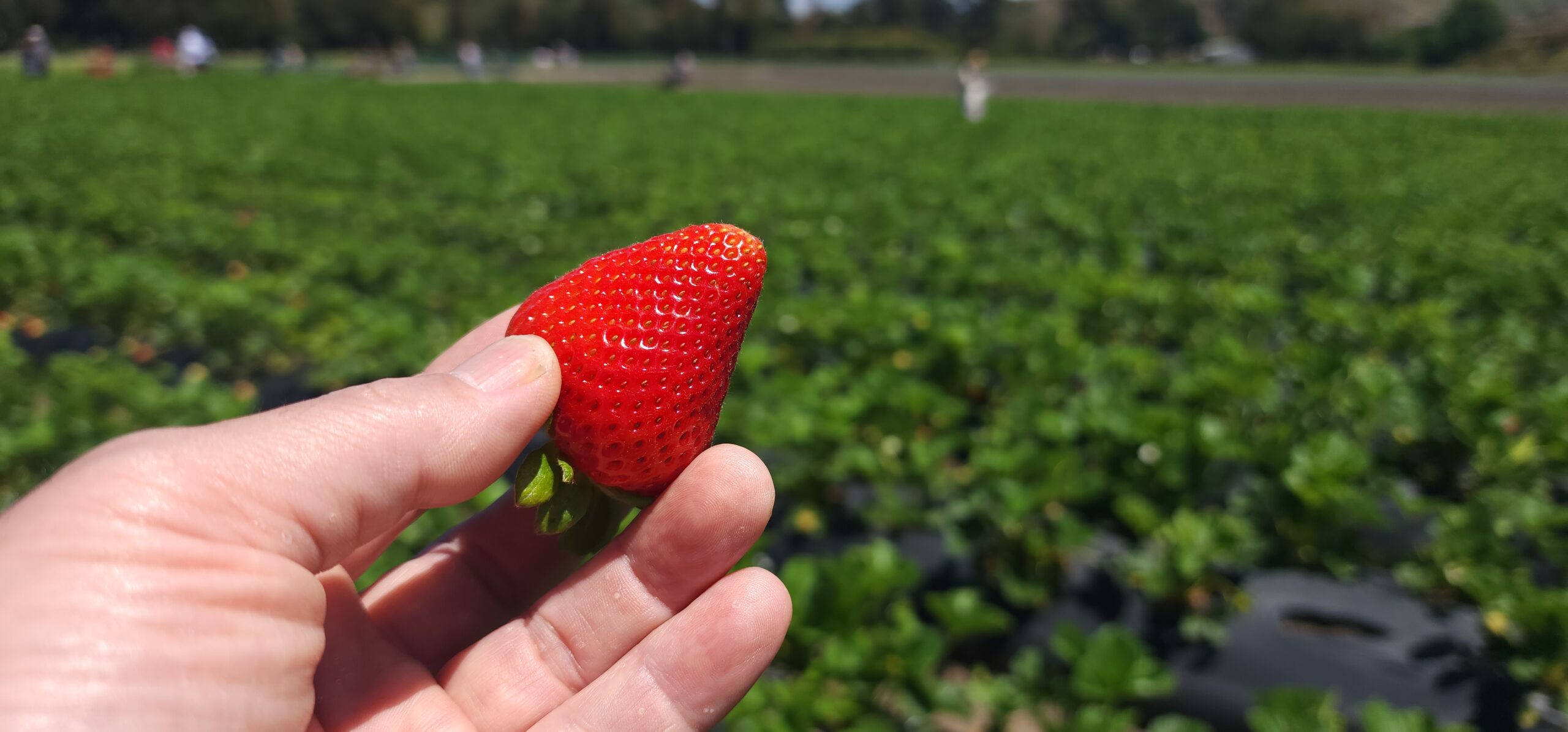 Trip to Strawberry Farm